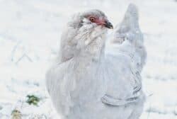 ameraucana chicken lifespan|Ameraucana Chicken: Pictures, Facts, Lifespan, Behavior & Care .